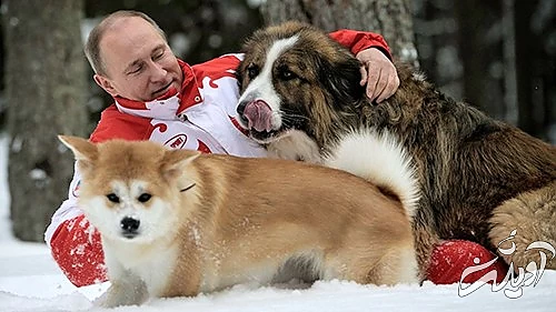 روز جهانی سگ، وفادارترین دوست انسان